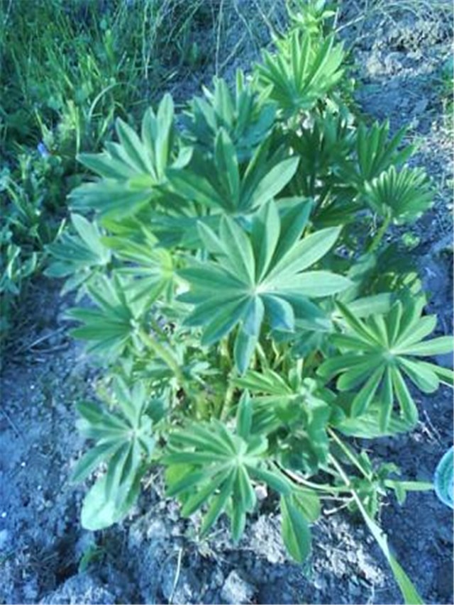 Lupinus